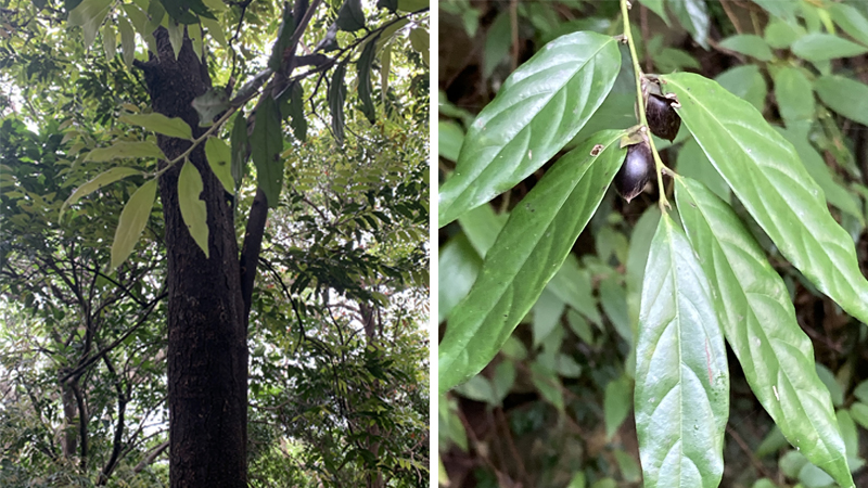 Cây, lá và quả mun đen (nhọ nồi)